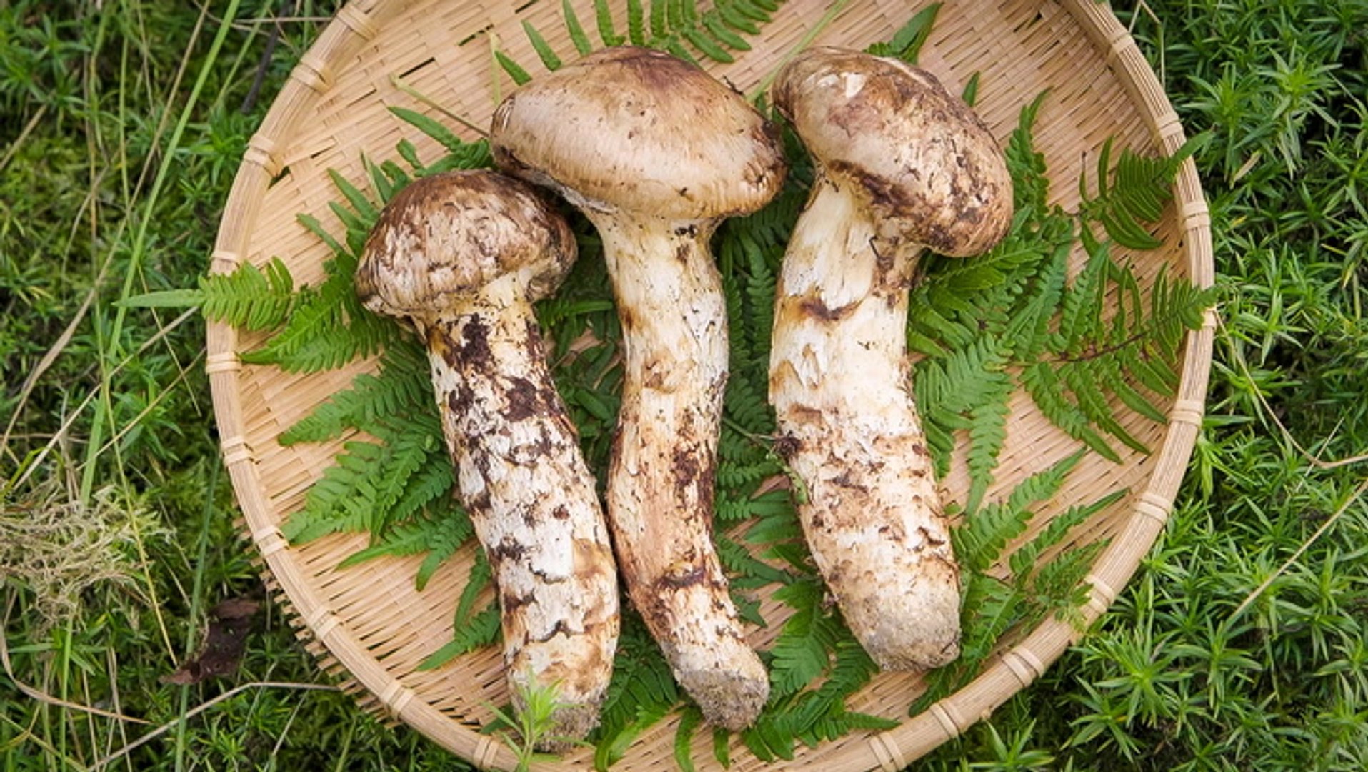 Matsutake mushrooms can cost over 500 per kilogram. Here's what makes