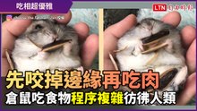 先把向日葵種子的邊緣咬掉再吃肉！倉鼠吃飯程序複雜彷彿人類