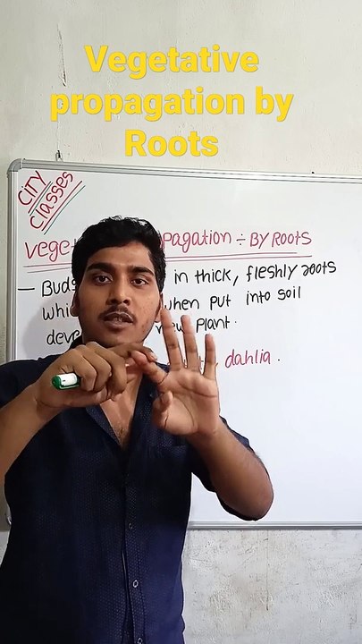 Vegetative propagation-By Roots | vegetative propagation-By Roots in Hindi | vegetative propagation-By Roots biology #cityclasses