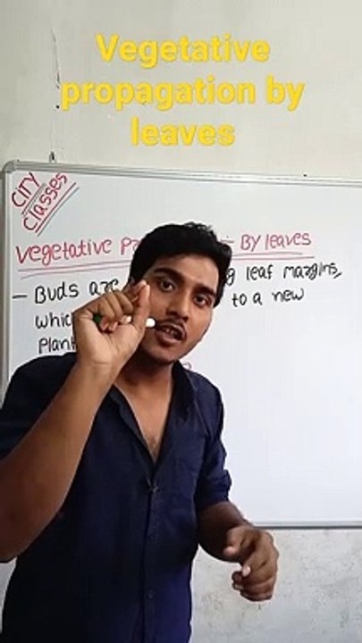 Vegetative propagation-By leaves | vegetative propagation-By leaves in Hindi | vegetative propagation-By leaves biology #cityclasses
