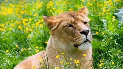 Cute Animals  Baby Animals  Funny Animals