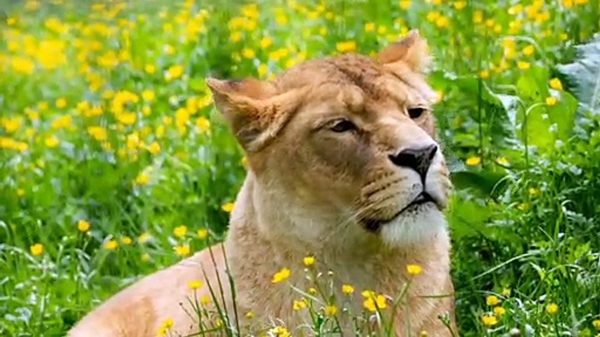⁣Cute Animals  Baby Animals  Funny Animals