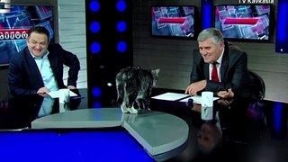 Cat Interrupts News Program to Clean Itself on TV #shorts