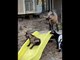 Accidental Slide Surprises Goat Kid