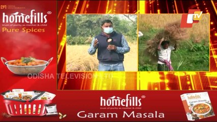 Cyclone Theart To Odisha - North Coastal State Sees Early Paddy Harvesting