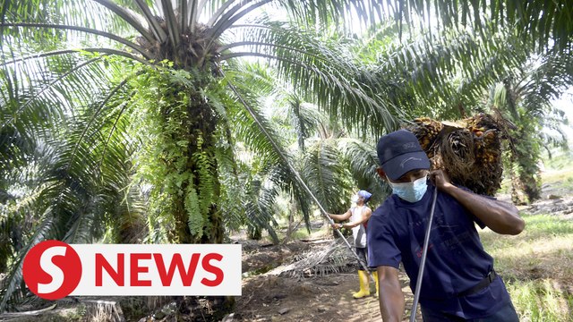 Hamzah: Plantation sector still facing acute shortage of workers