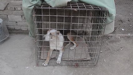 Peşaver'in ilk köpek barınağı