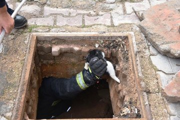 FOSEPTİĞE DÜŞEN 4 YAVRU KEDİYİ İTFAİYE KURTARDI