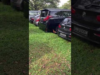 Rooster Battles Its Own Reflection