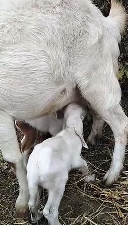 goat feeding