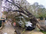 Kadıköy'de servis aracının üzerine ağaç devrildi
