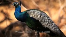 Male peafowl - one of the largest flying birds in the world