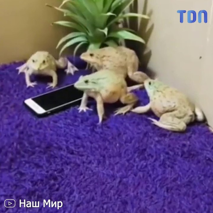 Des crapauds protègent un téléphone