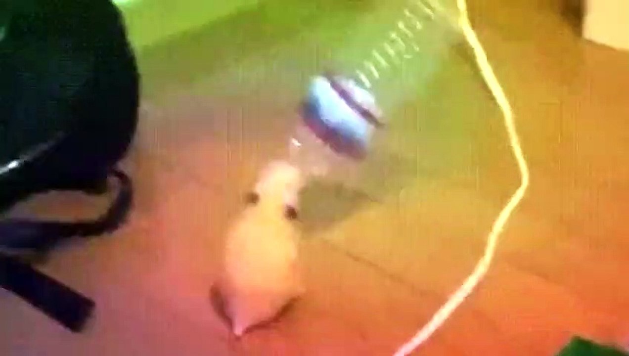 hammie boye dance