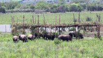 Rinocerontes brancos chegam ao Ruanda