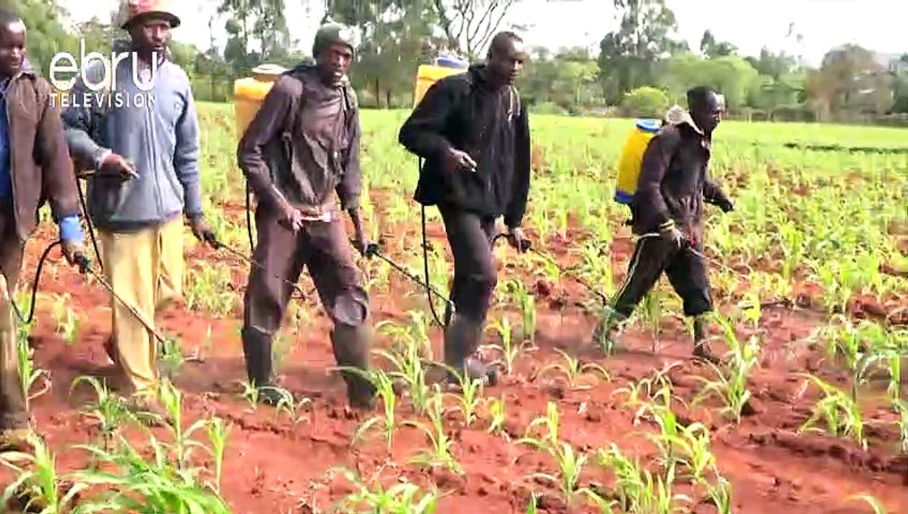 Farmers In Uasin Gishu Petition For Withdrawal Of Harmful Chemical Pesticide