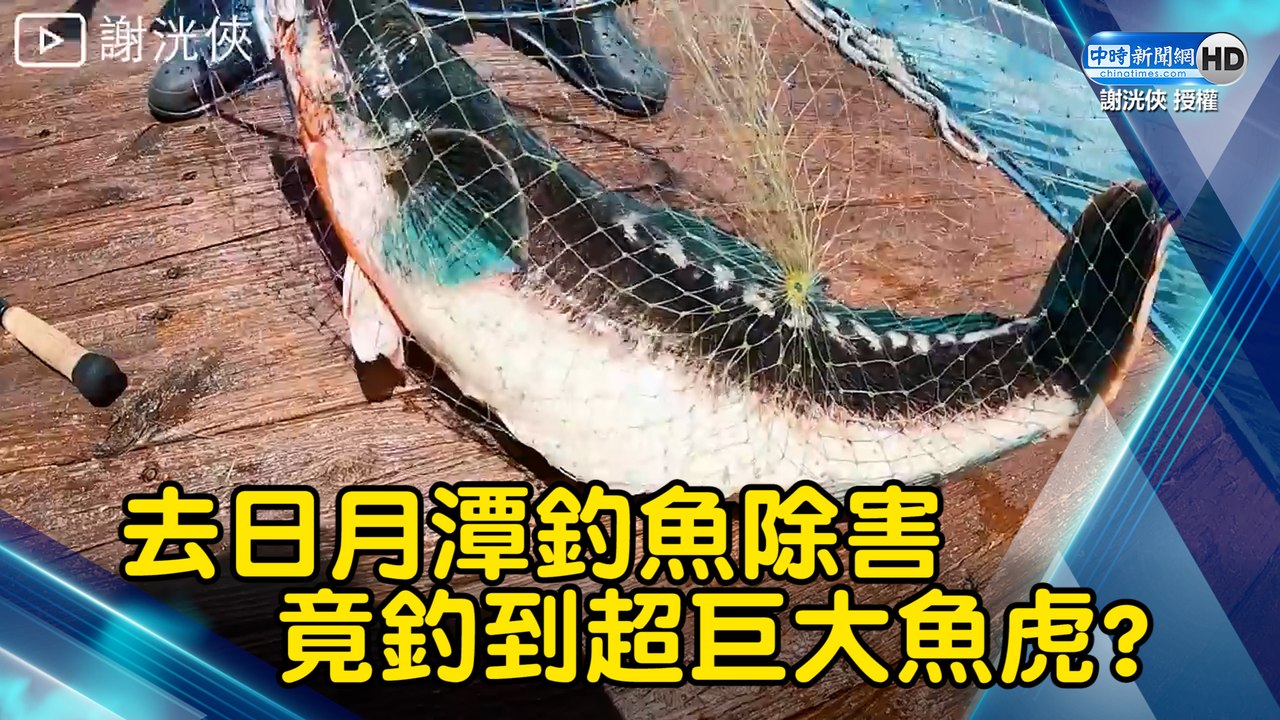 去日月潭釣魚除害 竟釣到超巨大魚虎?