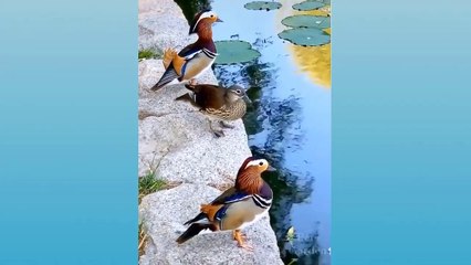 funny  cats try not to laugh  so cute