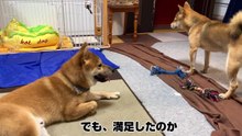 柴犬兄弟のおもちゃバトルが、飼い主唖然の予想外過ぎる結末となりました
