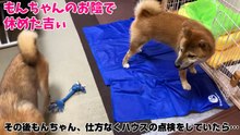 兄柴犬が好き過ぎる弟の行動はこうなります！そして兄が見せた感動的な姿とは？