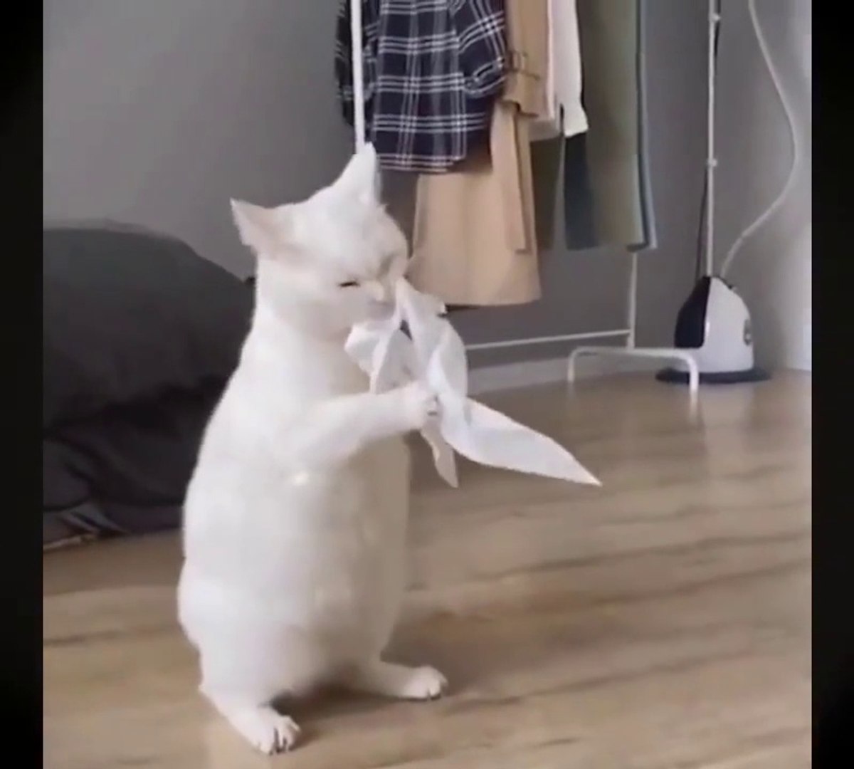 ⁣Funny animals , funny cat ,  funny dog. забавные животные, смешной кот, забавная собака. Komik ev ha