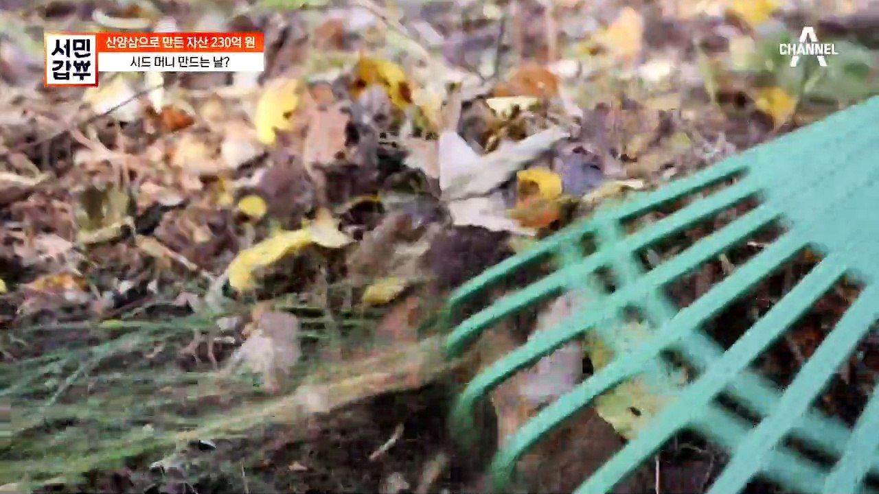 씨만 뿌리면 자란다? 산양삼 씨를 뿌리는 계절은?