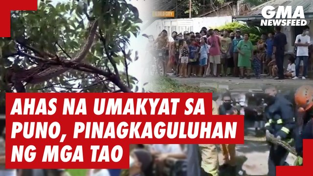 Ahas na umakyat sa mga puno, pinagkaguluhan ng mga tao | GMA News Feed