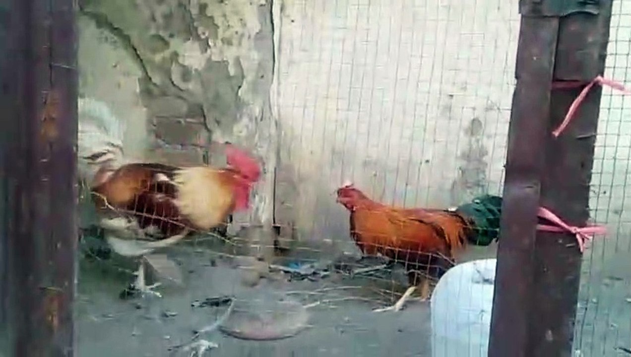 roster vs rooster fight | desi rooster fight | rosters fight in cage | cockpit | Nature in Seconds