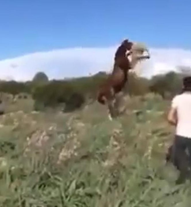 Öfkeli at, ağzıyla havaya kaldırdığı koyunu feci şekilde öldürdü