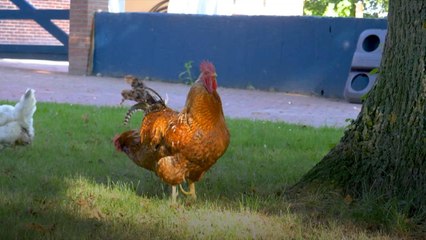 Almanya'da hayvanlar için yaşlılar yurdu