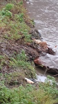 Sauvetage de moutons dans la Vesdre