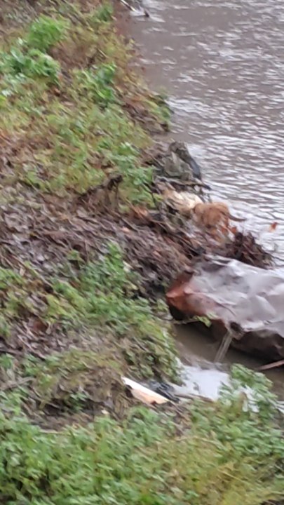 Sauvetage de moutons dans la Vesdre