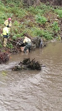 Sauvetage de moutons dans la Vesdre
