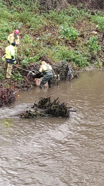 Sauvetage de moutons dans la Vesdre