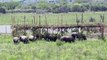 شاهد: نقل 30 من حيوانات وحيد القرن الأبيض المهددة بالانقراض لمحمية في راوندا