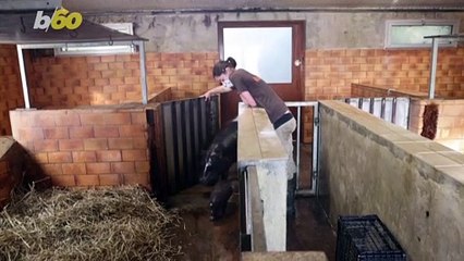 This Video of a Baby Hippo is One of the Cutest You'll See!