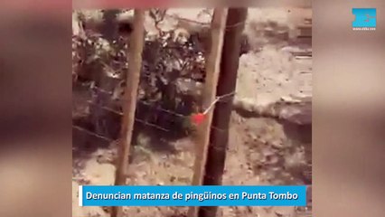 Denuncian matanza de pingüinos en Punta Tombo