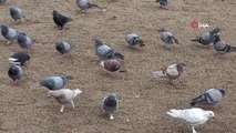 Marmaris'te sahilin keyfini bu defa güvercin alayı çıkardı