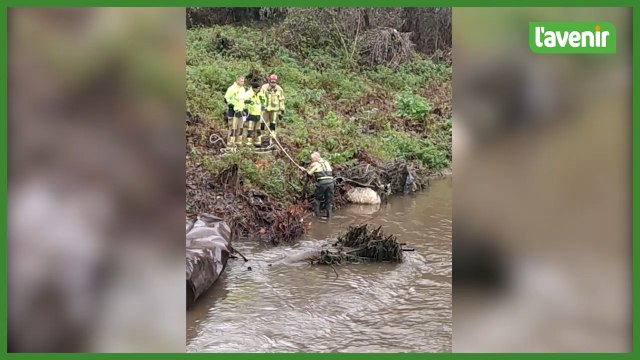 Pepinster - Un chien sauve deux moutons dans la Vesdre