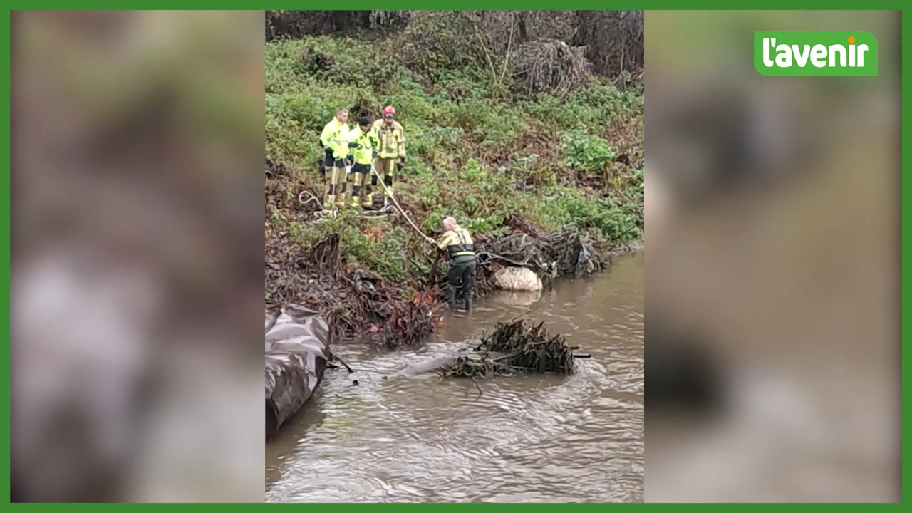 Pepinster - Un chien sauve deux moutons dans la Vesdre
