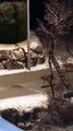Une meute de loups se balade dans un village Savoyard (Modane)