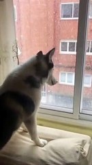 Husky Falls in Love With First Snow