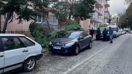 Kuvvetli rüzgar nedeniyle devrilen ağaç, otomobile zarar verdi