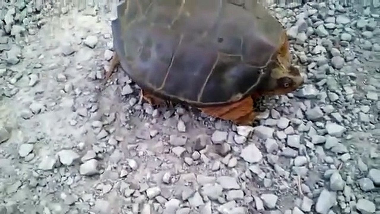 The most dangerous and strangest turtle in the world (in Morocco)