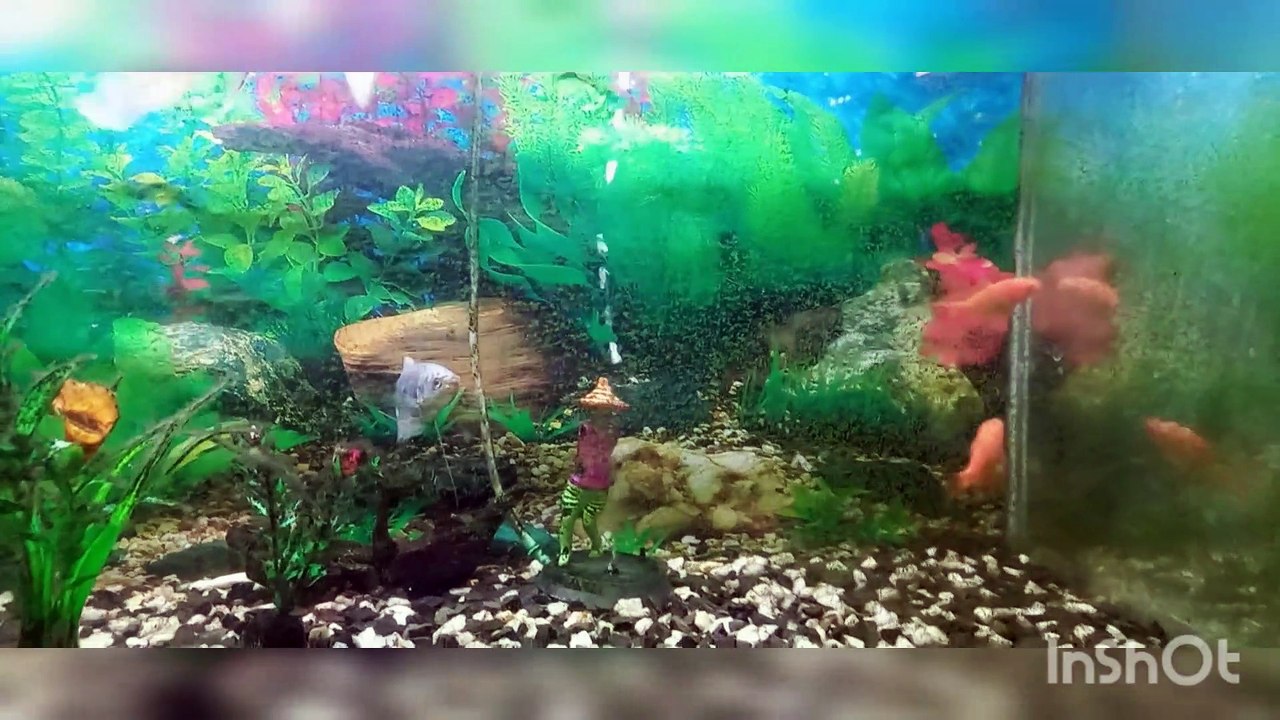 Aqaurium fish
