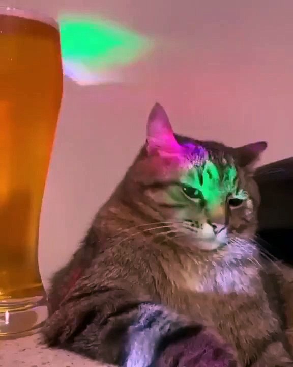 Chats drôles à la discothèque Funny cats at the disco