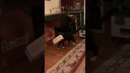 Cat Makes Off with Oat Milk