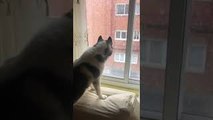 Husky Falls in Love With First Snow