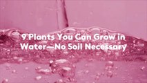 9 Plants You Can Grow in Water—No Soil Necessary