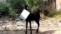 Image of the day: Goat flees with papers from block office in Kanpur